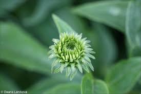 Attēlu rezultāti vaicājumam “Echinacea purpurea bud”