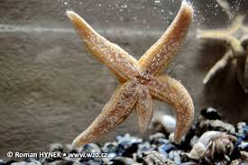 Image result for Asterias rubens