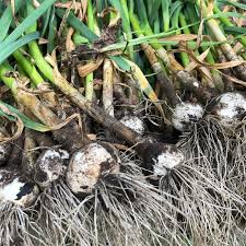 Attēlu rezultāti vaicājumam “Allium sativum”