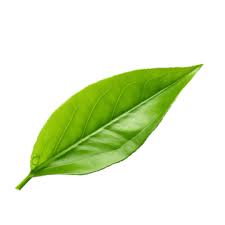 Attēlu rezultāti vaicājumam “leaf”