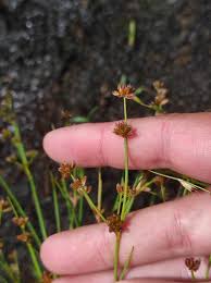 Attēlu rezultāti vaicājumam “Juncus bulbosus”