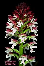 Attēlu rezultāti vaicājumam “Orchis ustulata”