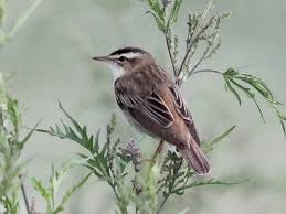 Attēlu rezultāti vaicājumam “Acrocephalus schoenobaenus adult”