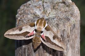 Attēlu rezultāti vaicājumam “Hyles gallii imago”