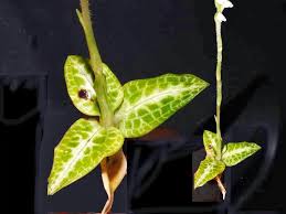 Attēlu rezultāti vaicājumam “Goodyera repens bud”