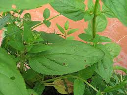 Attēlu rezultāti vaicājumam “Scrophularia umbrosa”