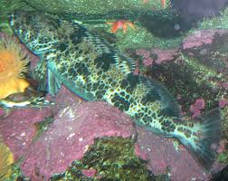 Image result for Ophiodon elongatus