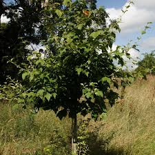 Attēlu rezultāti vaicājumam “Acer rufinerve”