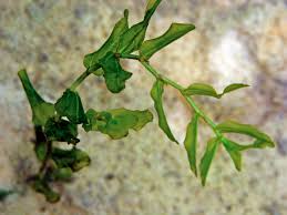 Attēlu rezultāti vaicājumam “Potamogeton perfoliatus flower”