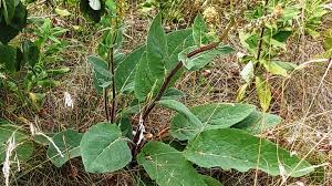 Attēlu rezultāti vaicājumam “Verbascum nigrum leaf”