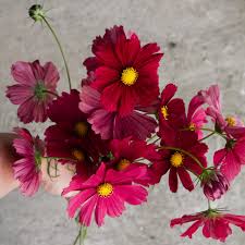Image result for Cosmos bipinnatus