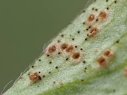 Attēlu rezultāti vaicājumam “Ochropsora ariae”