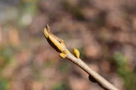 Attēlu rezultāti vaicājumam “Armeria vulgaris bud”