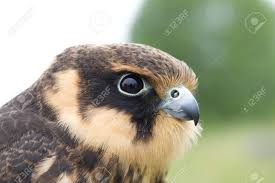 Attēlu rezultāti vaicājumam “Falco subbuteo”