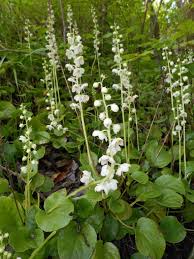 Attēlu rezultāti vaicājumam “Pyrola rotundifolia”