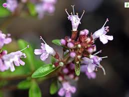 Attēlu rezultāti vaicājumam “Thymus pulegioides fruit”