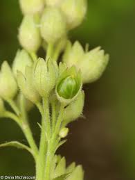 Attēlu rezultāti vaicājumam “Polemonium caeruleum bud”