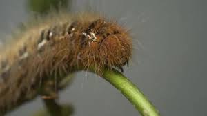 Attēlu rezultāti vaicājumam “Lasiocampa quercus larva”