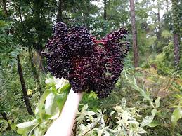 Attēlu rezultāti vaicājumam “Sambucus”