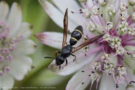 Attēlu rezultāti vaicājumam “Symmorphus sp.”