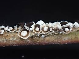 Attēlu rezultāti vaicājumam “Diderma simplex spores”