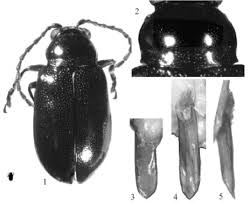 Attēlu rezultāti vaicājumam “Altica sp.”