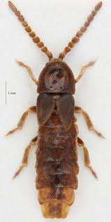 Attēlu rezultāti vaicājumam “Phosphaenus hemipterus”