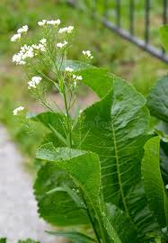 Attēlu rezultāti vaicājumam “Armoracia rusticana bud”