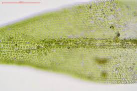 Attēlu rezultāti vaicājumam “Orthotrichum, Nyholmiella”