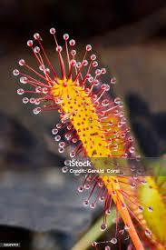 Attēlu rezultāti vaicājumam “Drosera anglica leaf”