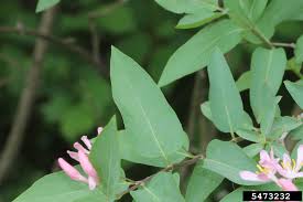 Attēlu rezultāti vaicājumam “Lonicera tatarica leaf”