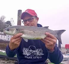 Image result for Chelon richardsonii