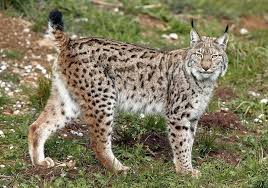 Attēlu rezultāti vaicājumam “Lynx lynx”