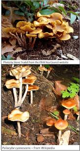 Attēlu rezultāti vaicājumam “Galerina marginata”