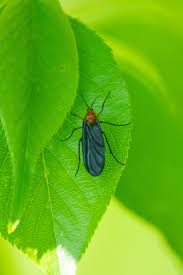 Attēlu rezultāti vaicājumam “Sciara analis”