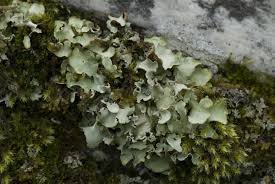 Attēlu rezultāti vaicājumam “Cetrelia sp.”