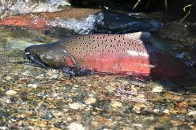 Image result for Oncorhynchus tshawytscha