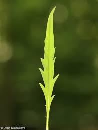 Attēlu rezultāti vaicājumam “Succisa pratensis leaf”