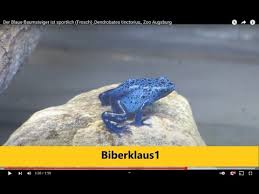 Image result for blauer baumsteiger