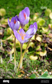 Attēlu rezultāti vaicājumam “Crocus speciosus flower”