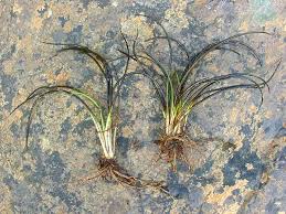 Attēlu rezultāti vaicājumam “Isoetes echinospora leaf”