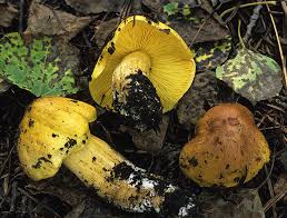 Attēlu rezultāti vaicājumam “Tricholoma flavovirens”