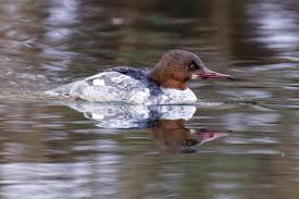 Attēlu rezultāti vaicājumam “Mergus merganser female”