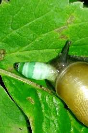 Attēlu rezultāti vaicājumam “Leucochloridium paradoxum”