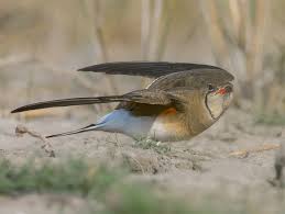 Image result for Glareola pratincola