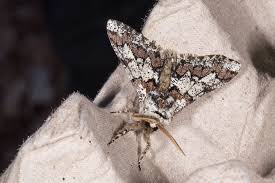 Attēlu rezultāti vaicājumam “Biston strataria”