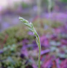Attēlu rezultāti vaicājumam “Goodyera repens fruit”