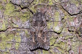 Attēlu rezultāti vaicājumam “Eurois occulta”