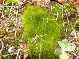 Attēlu rezultāti vaicājumam “Hedwigia ciliata sporophyte”