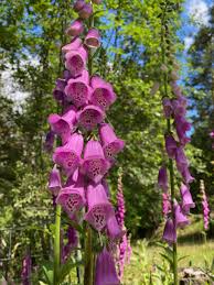 Attēlu rezultāti vaicājumam “Digitalis purpurea fruit”